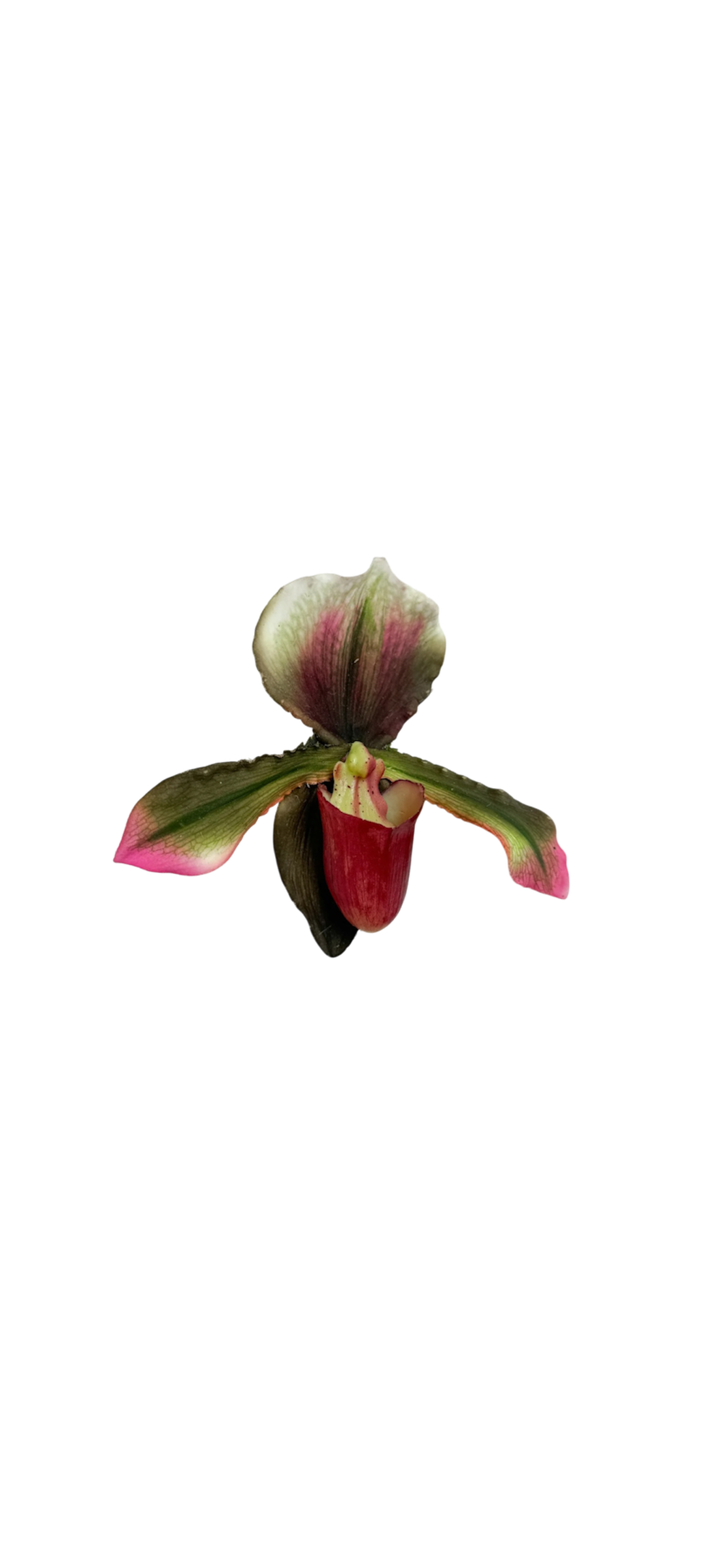Emerald lady slipper clip