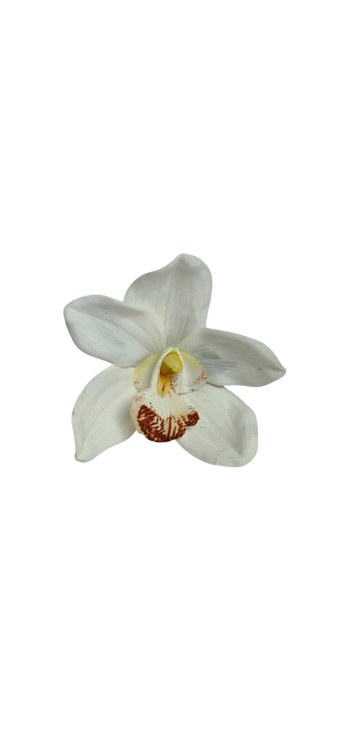 White cymbidium clip