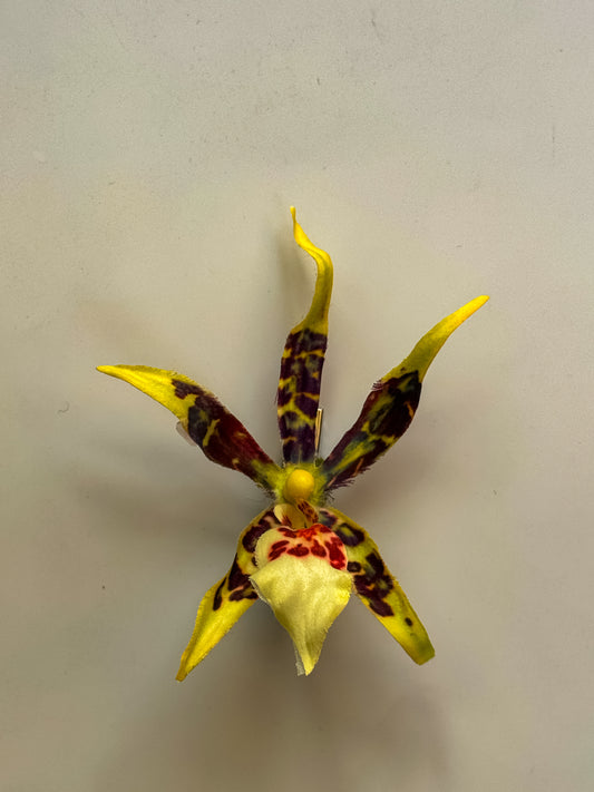 ' Brassia Orchid ' clips
