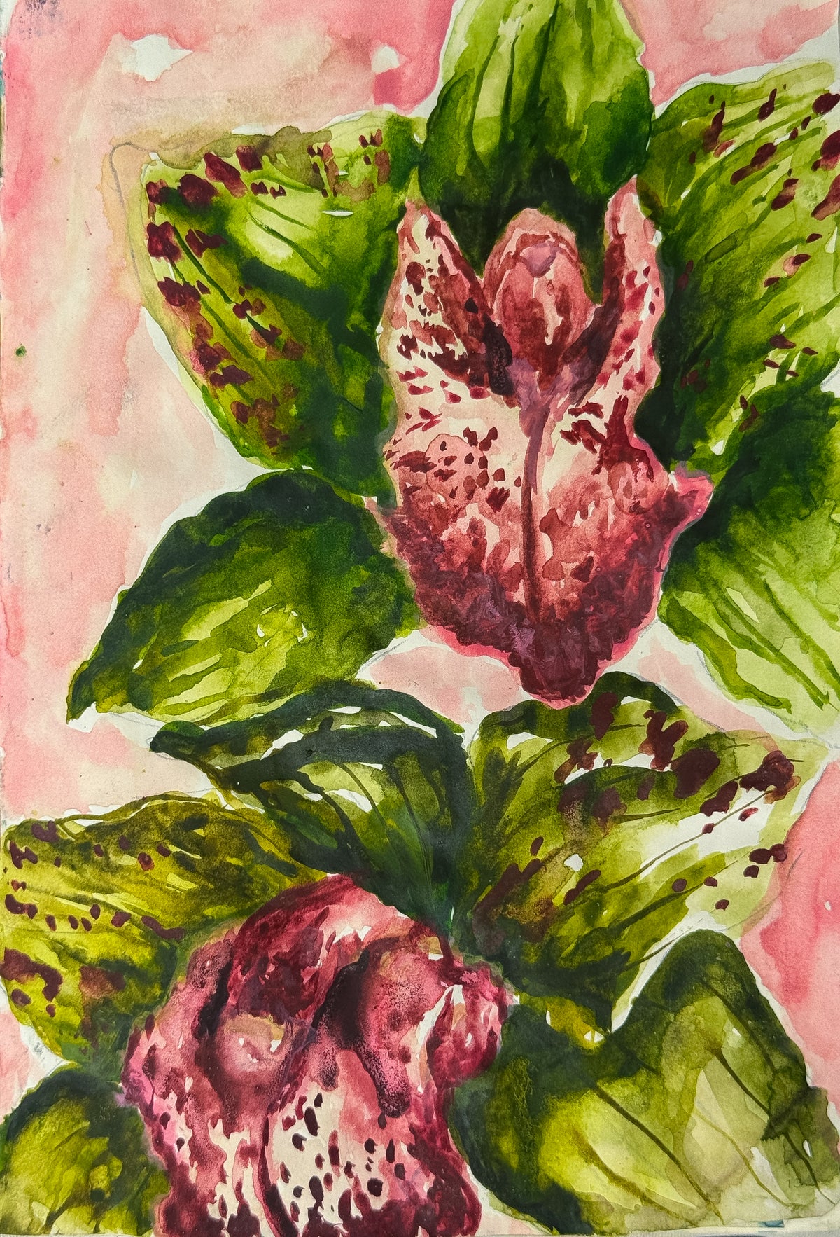 ' Cymbidium Orchids ' print