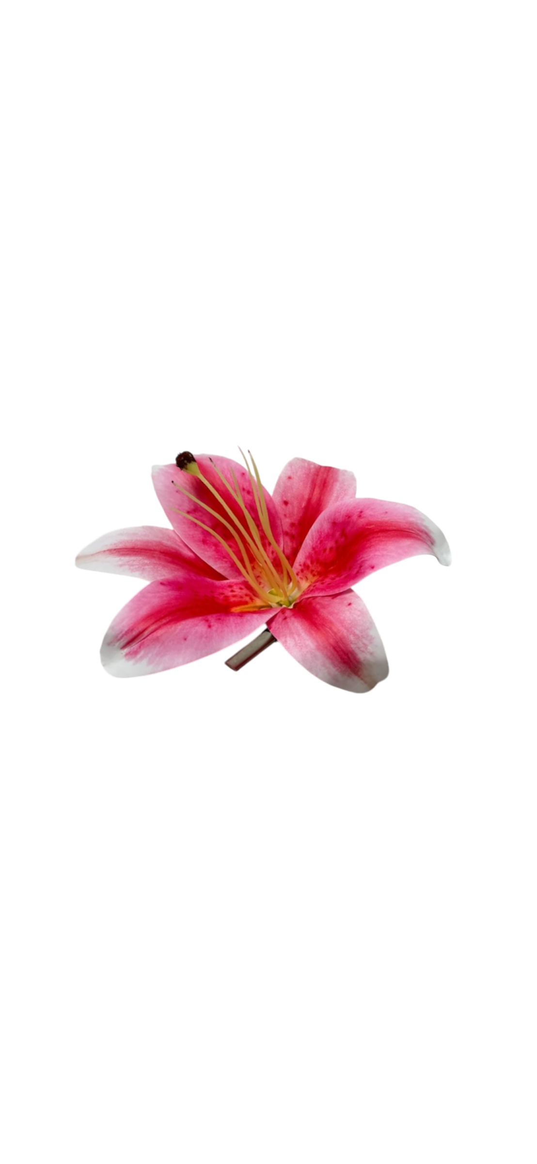 Stargazer lily clip