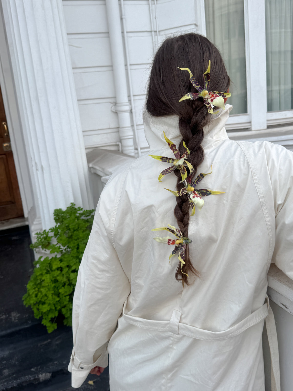 ' Brassia Orchid ' clips