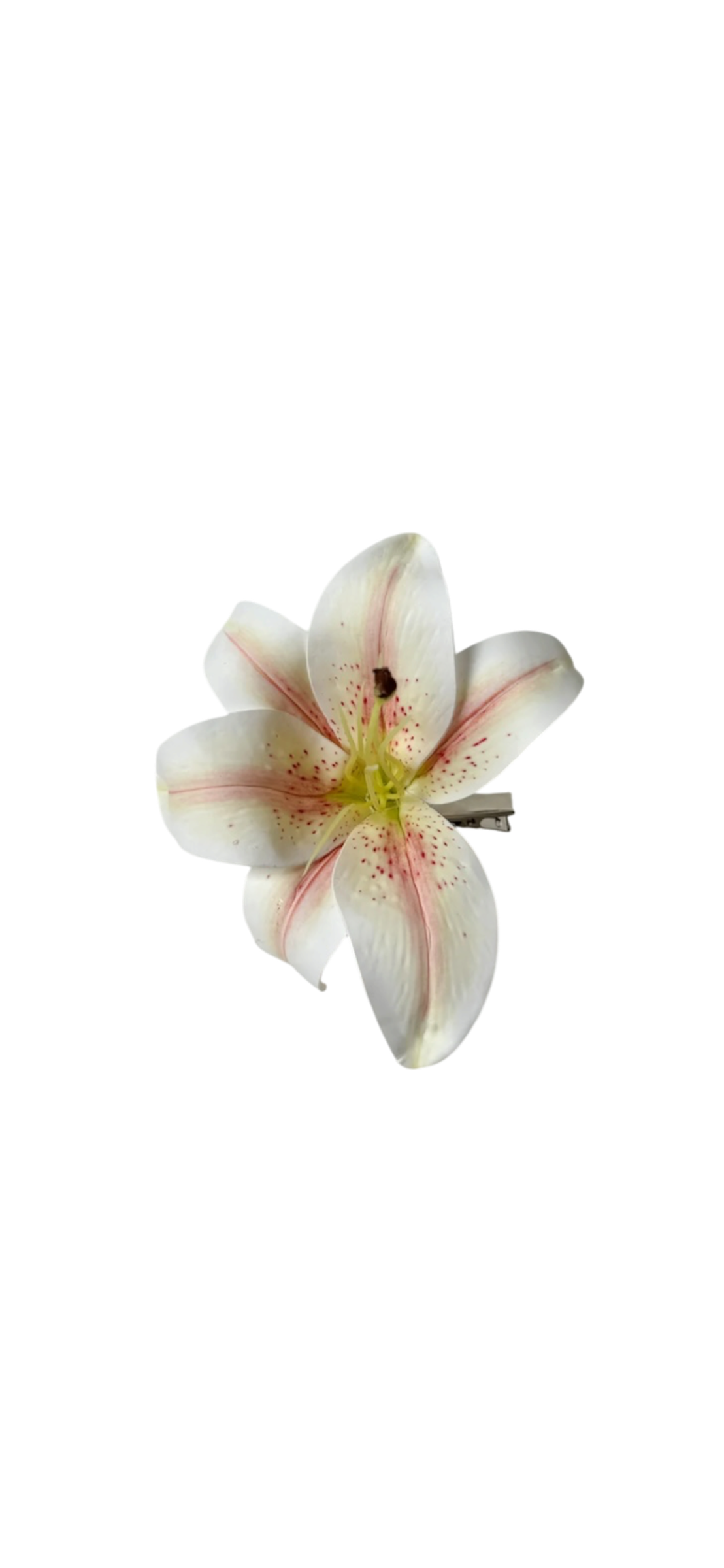 Madonna lily clip