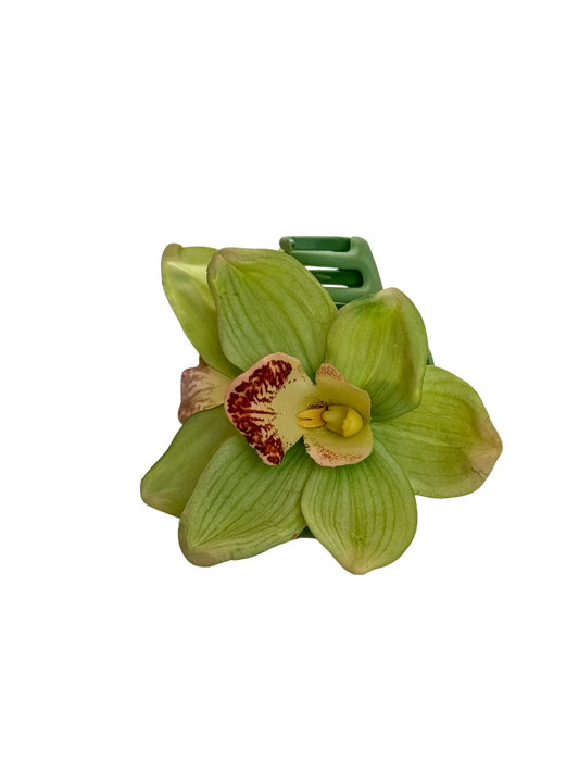' Green Cymbidium ' claw clip