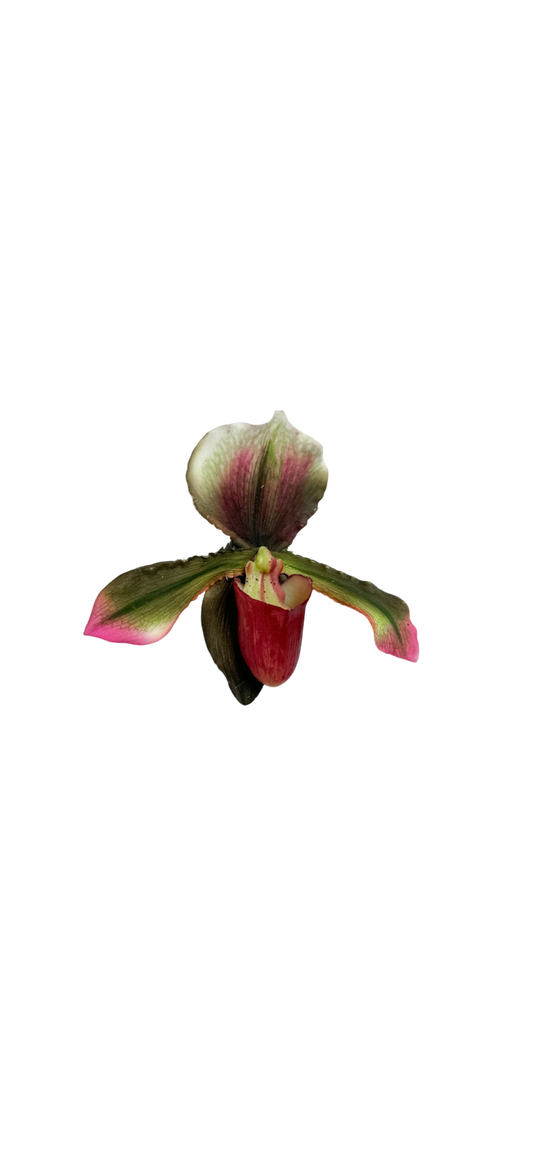 Emerald lady slipper clip