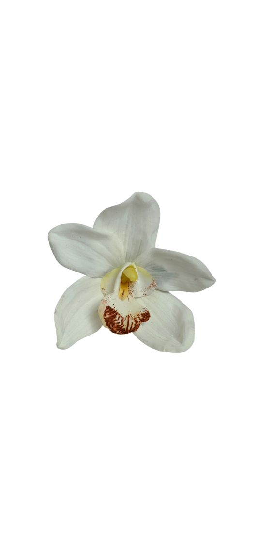 White cymbidium clip