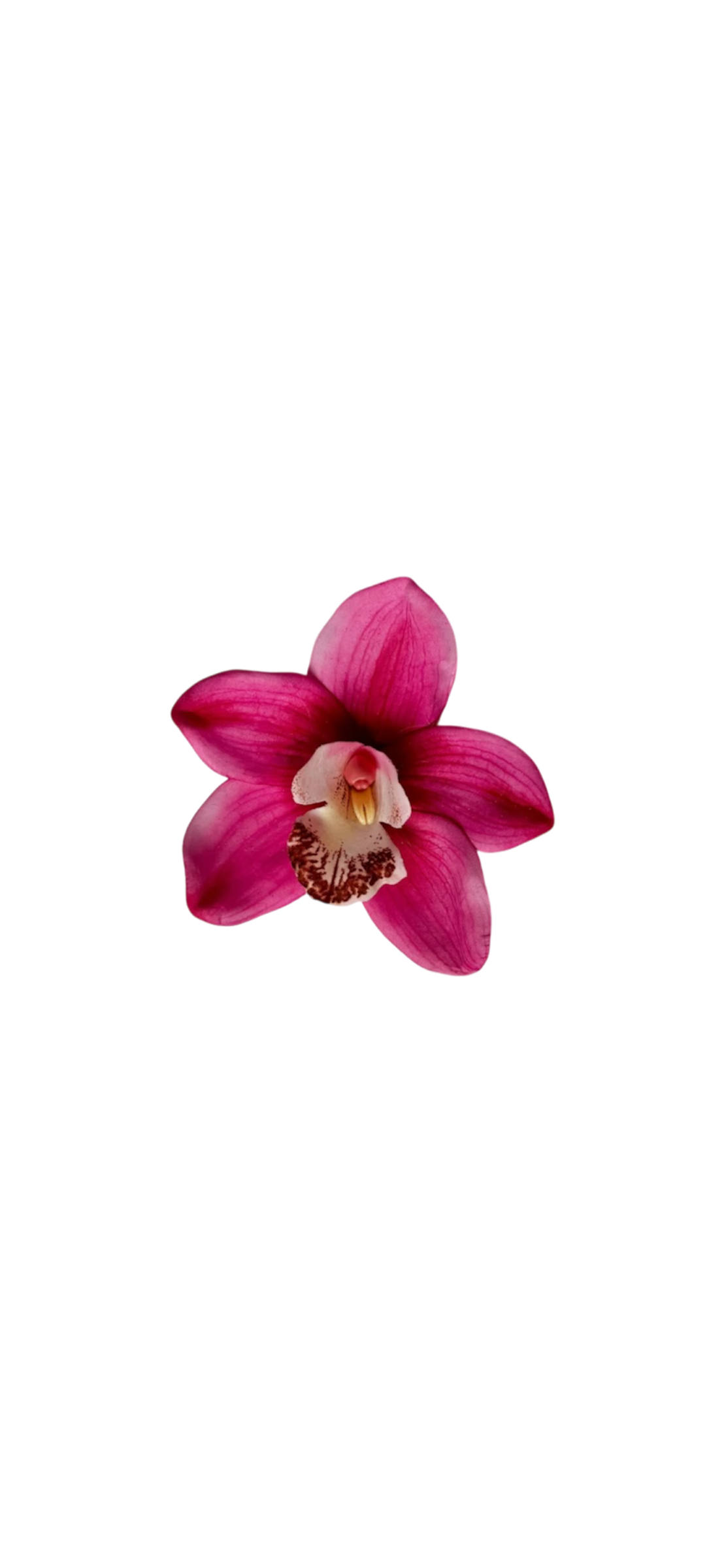 Pink cymbidium clip