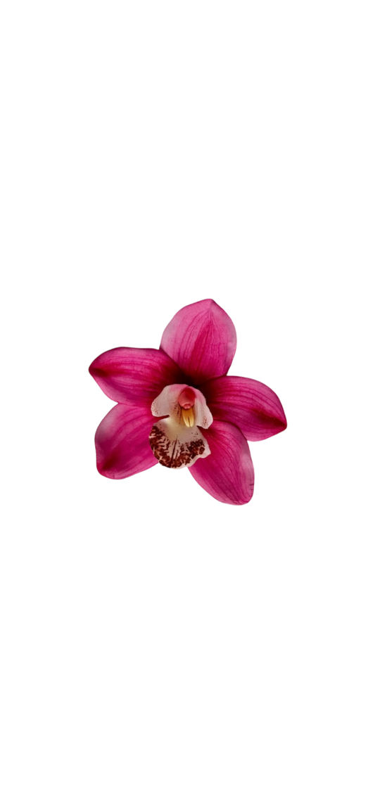 Pink cymbidium clip