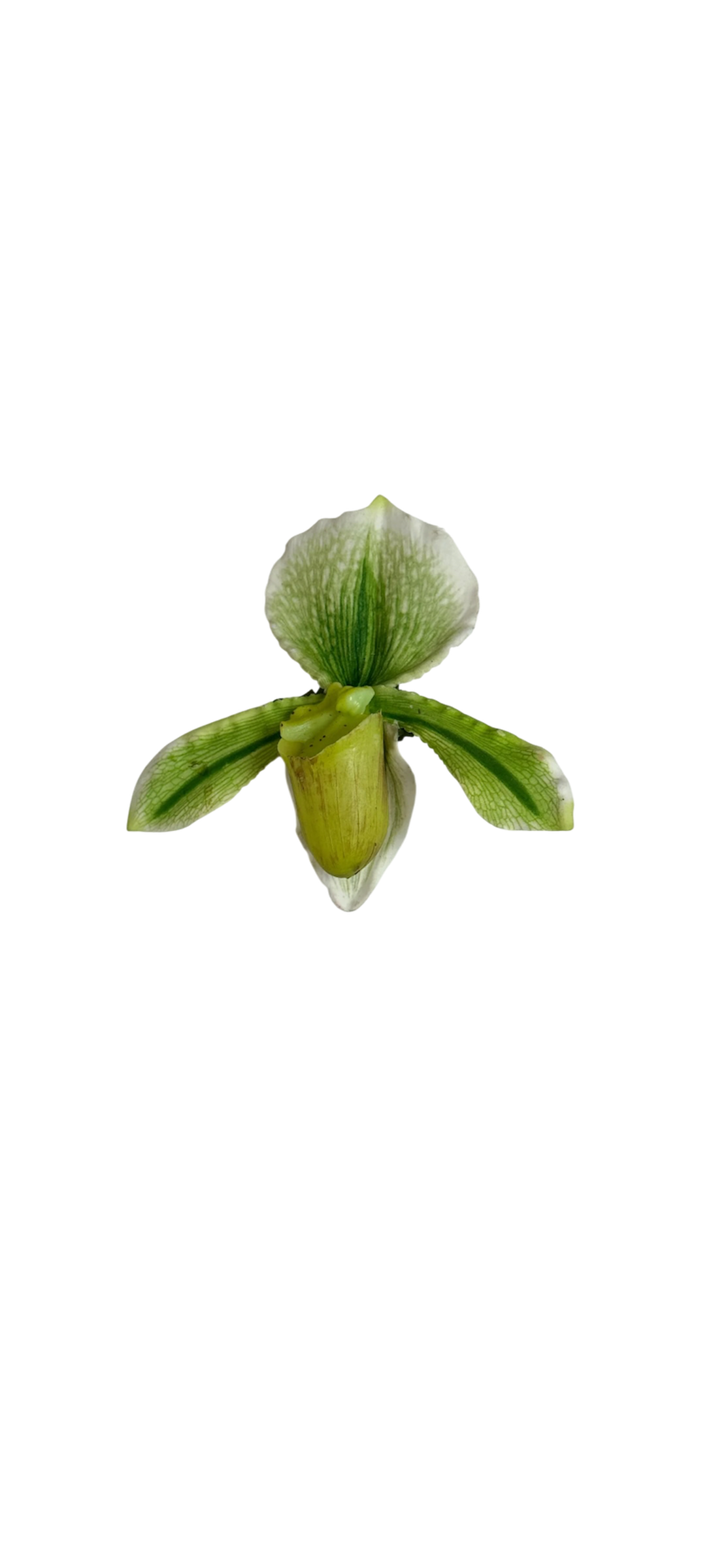 Lime lady slipper clip