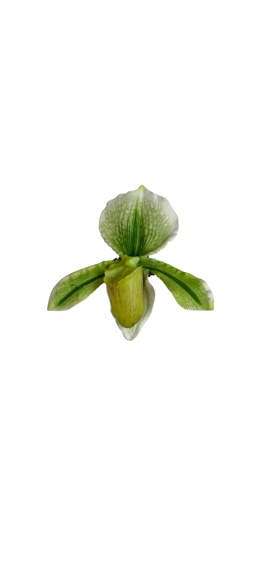 Lime lady slipper clip
