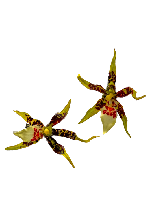 ' Brassia Orchid ' clips