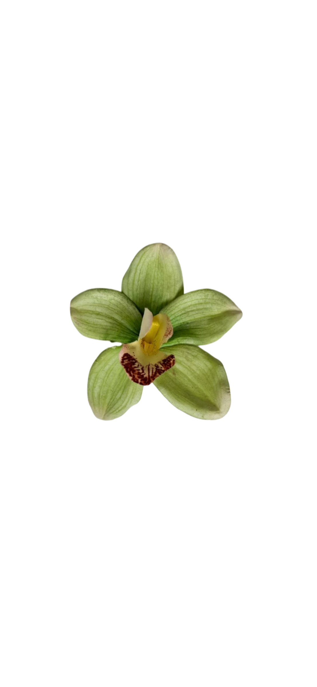 Green cymbidium clip