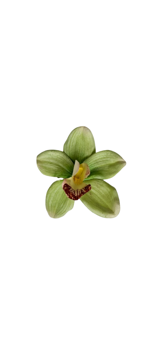 Green cymbidium clip