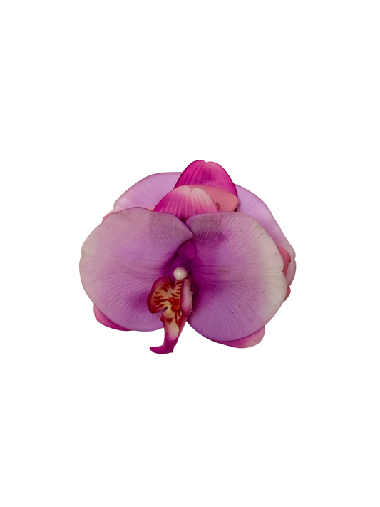 ' Mauve Phalaenopsis ' claw clip